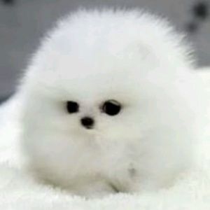 Meet your Posher, Armand